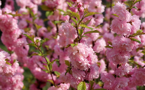 japán cseresznye tavaszi virág virágzó fa