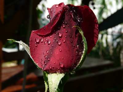Vízcseppes rózsa