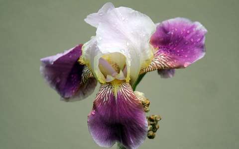 kerti nőszirom (Iris germanica), eső után