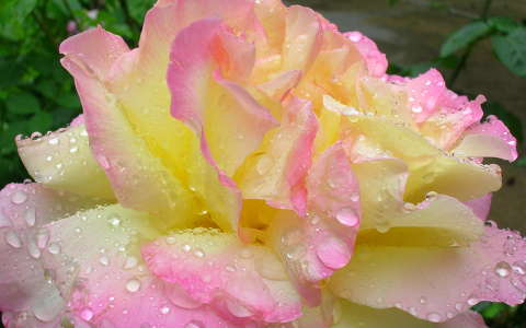 Rózsa eső után