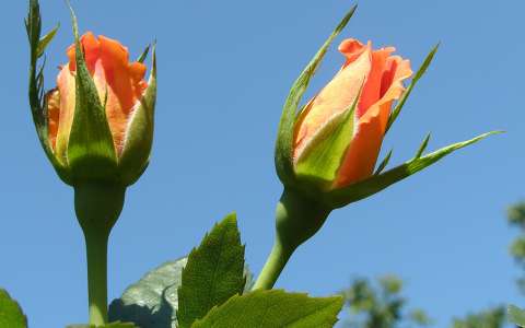 bimbó nyári virág névnap és születésnap rózsa