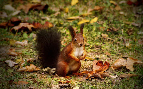 levél mókus ősz