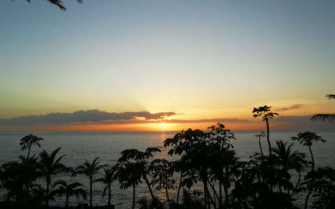 naplemente pálma tenger