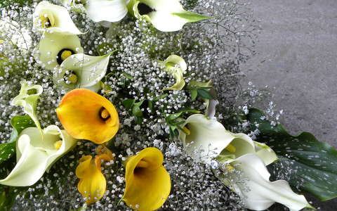 címlapfotó kála névnap és születésnap trópusi virág