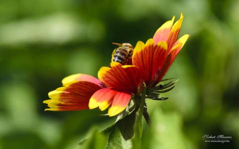kokárdavirág méh nyári virág rovar