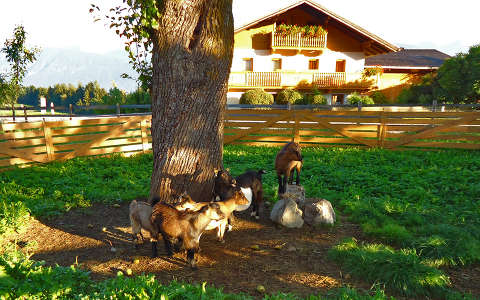 Kecske család,Tirol
