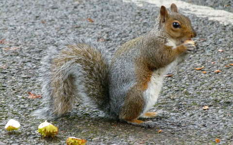 címlapfotó mókus ősz
