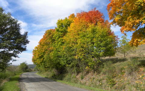 fa út ősz