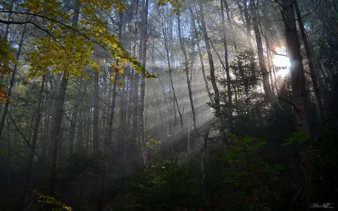 címlapfotó erdő fény ősz