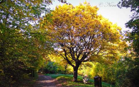 címlapfotó fa út ősz