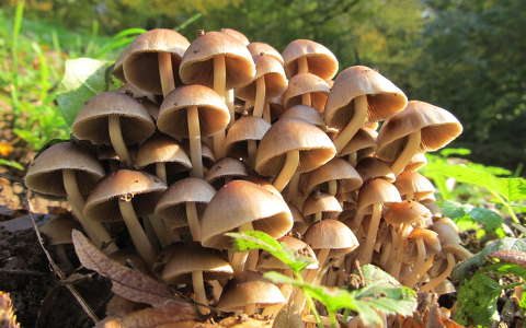 Fungi Fungi, Visegrád, 2012. őszén