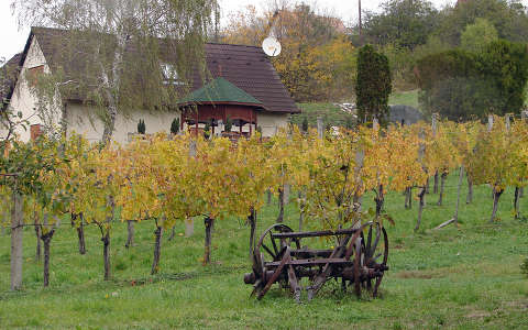 ház szőlőültetvény ősz