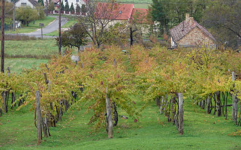 szőlőültetvény ősz