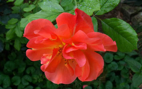 Rózsa  Westerland
