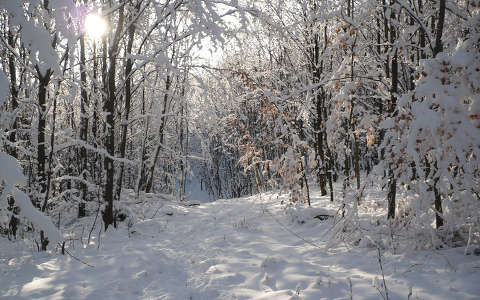 erdő fény tél út