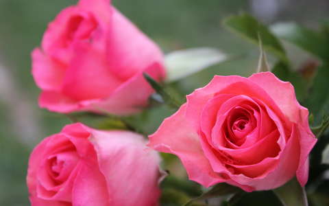 címlapfotó nyári virág rózsa
