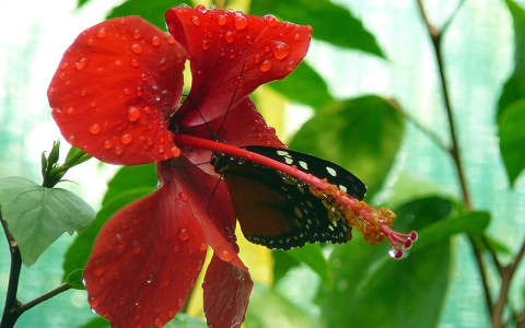 Szomjas pillangó
