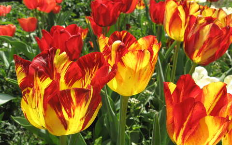 tavasz tavaszi virág tulipán