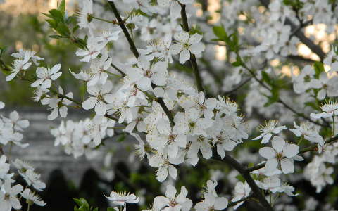 gyümölcsfavirág virágzó fa