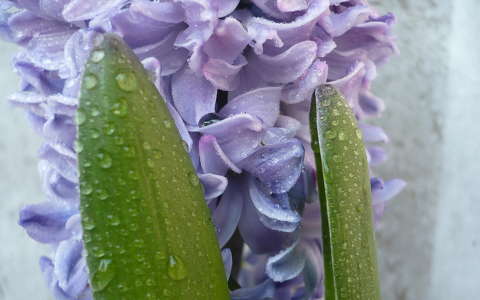 jácint tavaszi virág vízcsepp