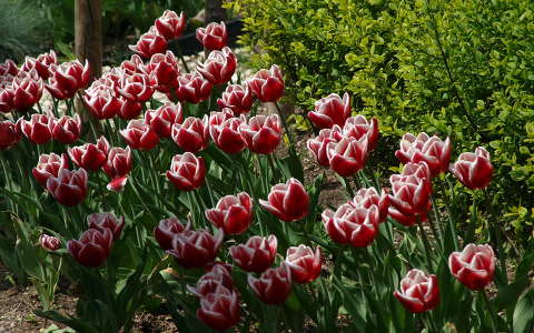 tavasz tavaszi virág tulipán