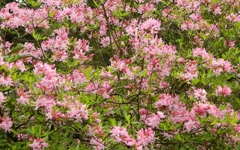 Rhododendron Kámoni Arborétum