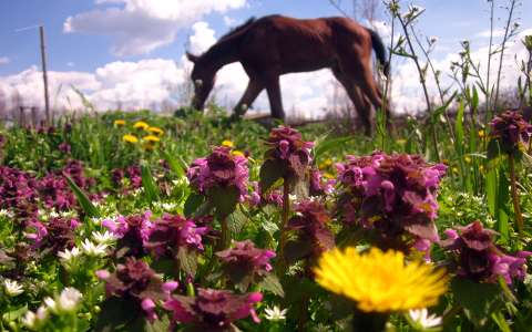 lovak nyár vadvirág virágmező
