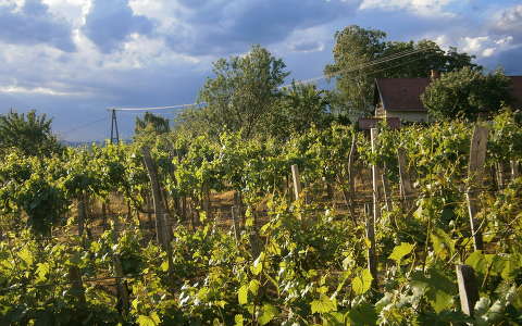 magyarország szőlőültetvény