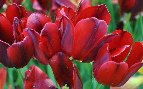 Piros tulipán a vácrátóti arborétumban, Magyarország