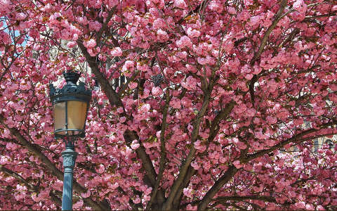 fa lámpa tavasz virágzó fa