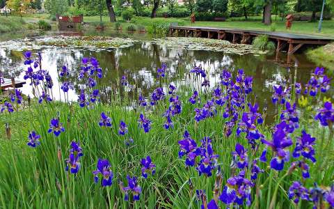 kertek és parkok tavasz tavaszi virág tó