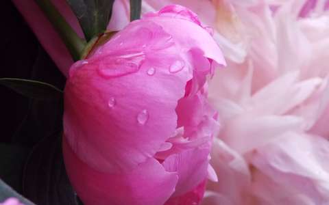 bimbó pünkösdi rózsa vízcsepp