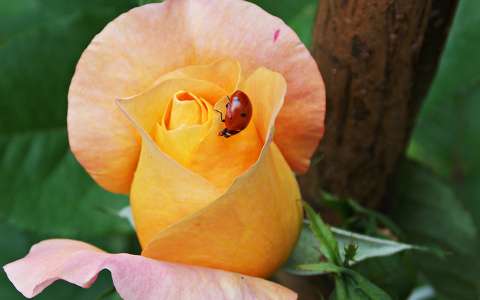 bimbó katicabogár rózsa