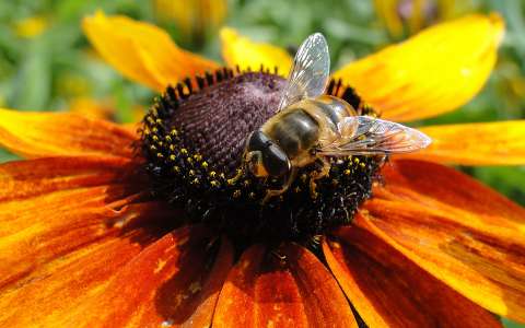 kúpvirág méh nyári virág rovar