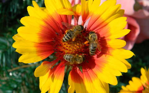 kokárdavirág méh nyári virág rovar