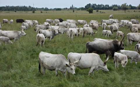 legelésző szürke marhák az Alföldön