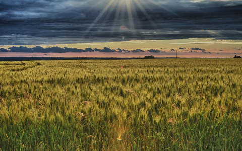 címlapfotó fény gabonaföld naplemente