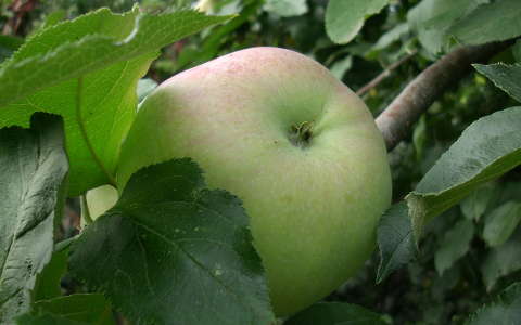 alma gyümölcs