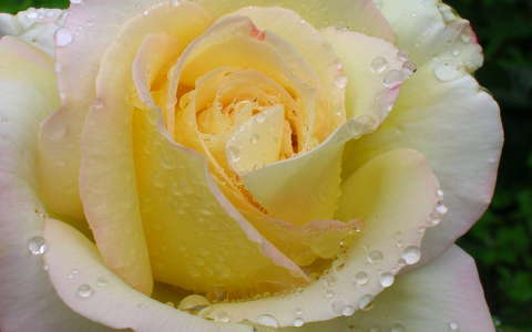 nyári virág rózsa vízcsepp