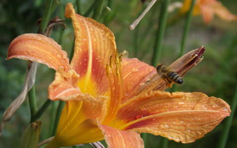 liliom méh rovar vízcsepp