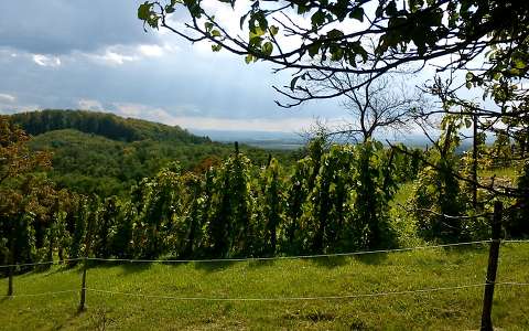 Magyarország, Zala megye, Rédics - Tenke hegy, szőlő