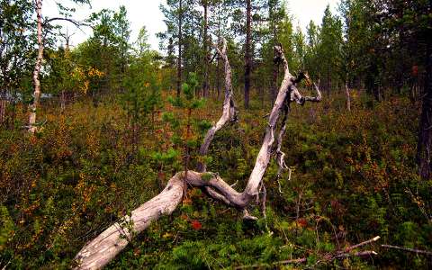 Lappföld, erdő, ősz, Finnország