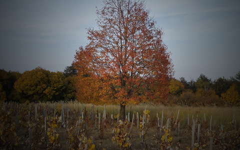 fa szőlőültetvény ősz