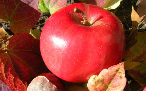 alma gyümölcs ősz