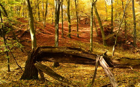 címlapfotó erdő fa magyarország