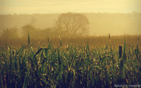 címlapfotó kukoricaföld köd