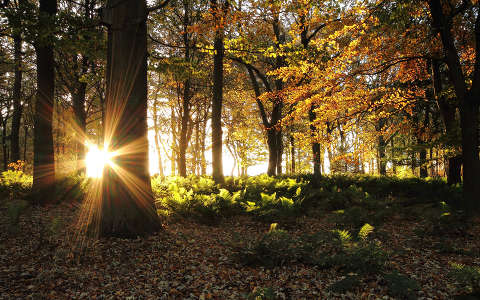 erdő fény ősz