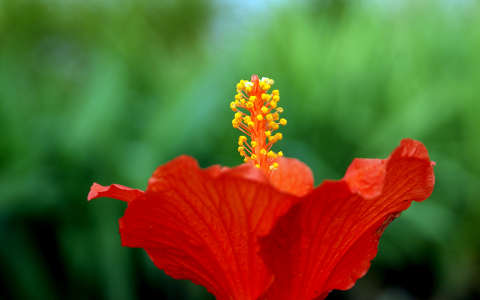 hibiszkusz trópusi virág