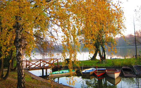 csónak címlapfotó fa ősz