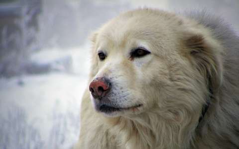 címlapfotó kutya tél